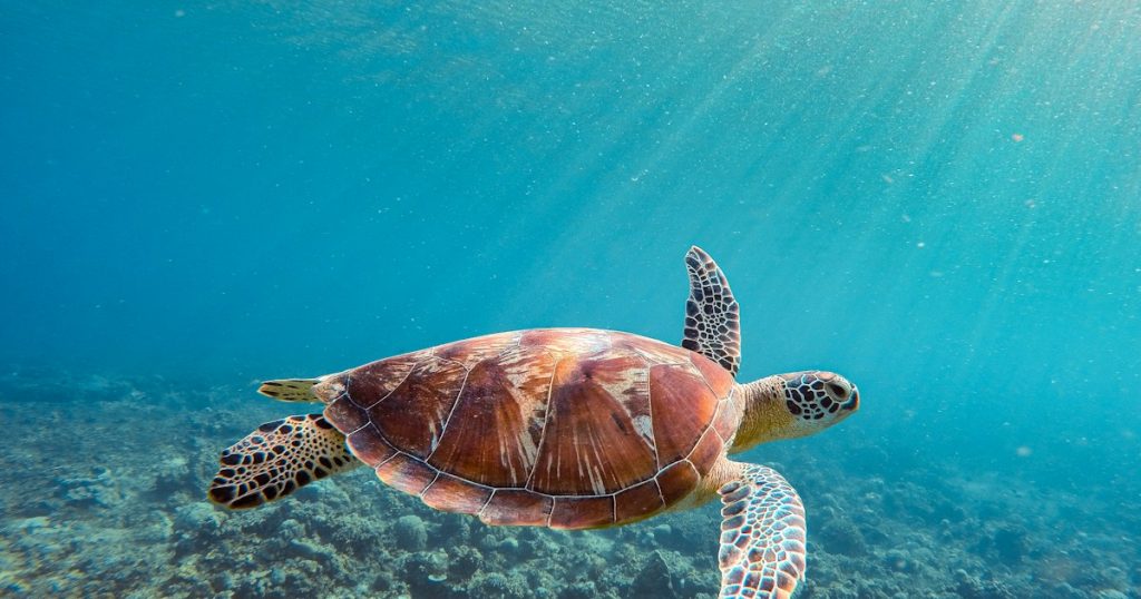Penyu berenang di perairan laut, ilustrasi ekosistem yang perlu dilindungi dari pencemaran plastik